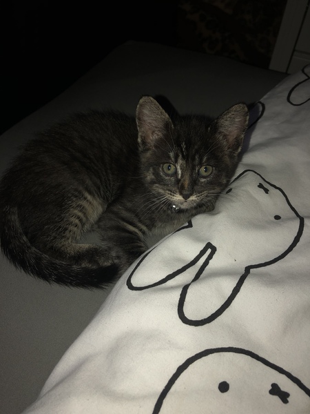 New kittens will be here in an hour (ish)!!!!