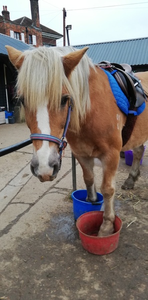 Can we have a pony picture thread?