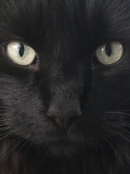 Noses