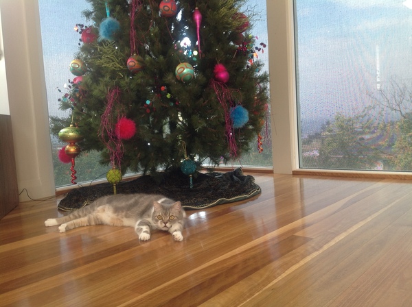 Anyone else’s not the least bit bothered about the tree?