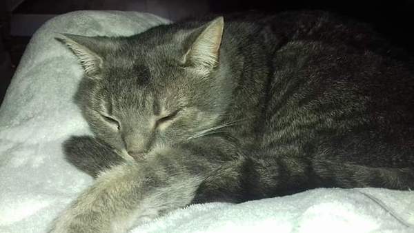 To ask you to post pictures of your pets?