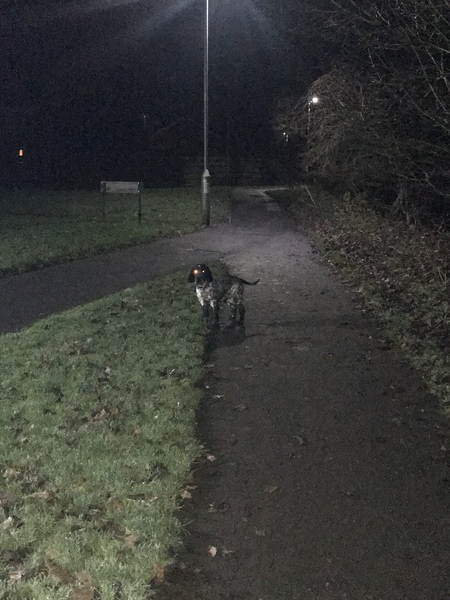Do dogs get bored on a walk?