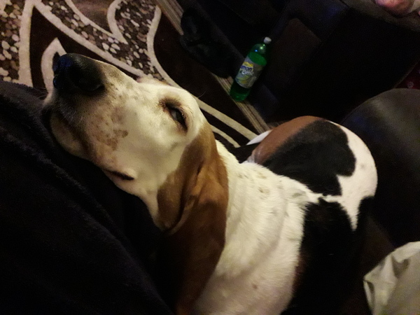 To ask you to post pictures of your pets?