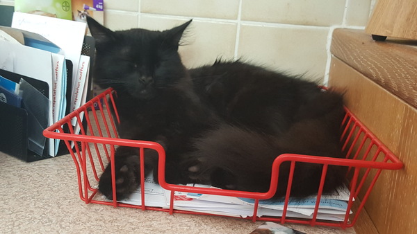 My cat likes to hide in boxes.