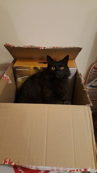 My cat likes to hide in boxes.