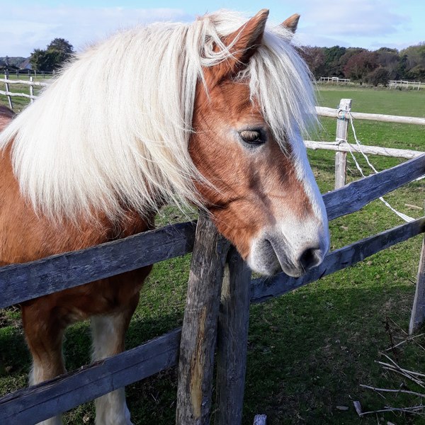 Can we have a pony picture thread?