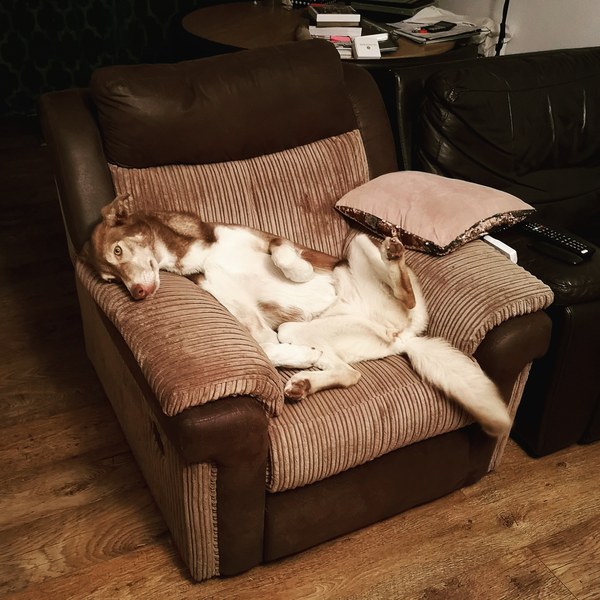 Sell me your dog