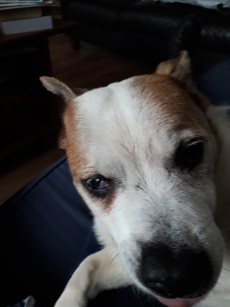 To ask you to post pictures of your pets?