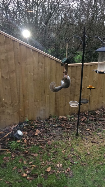 Cirque de squirrel