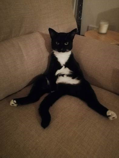 To ask you to post pictures of your pets?