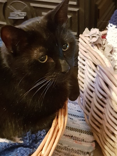 My boy is being pts tomorrow