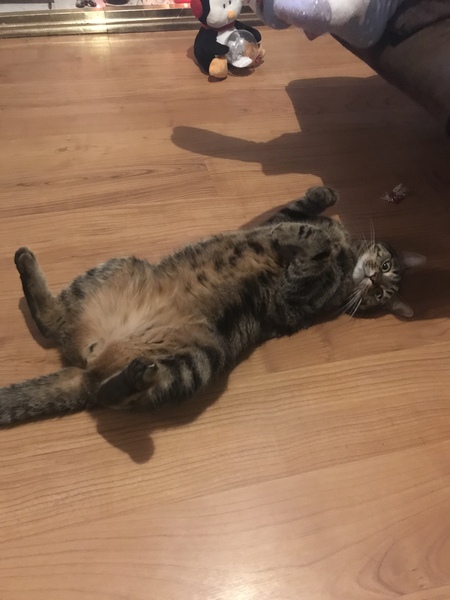 So what do you feed your cat?