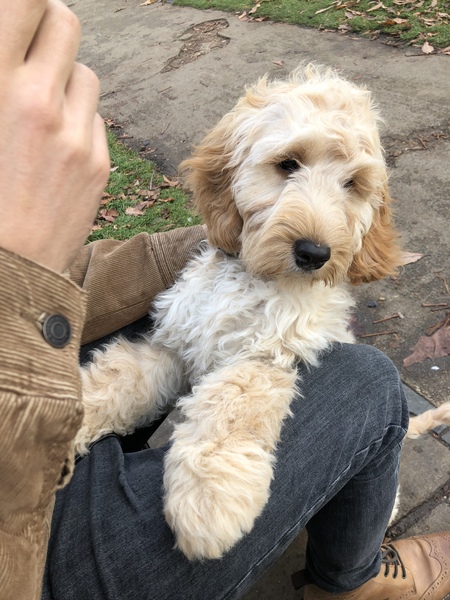To ask you to post pictures of your pets?