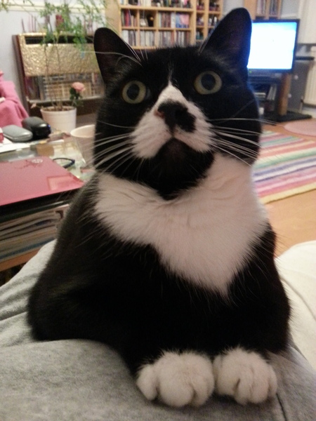 Having doubts about adopting cat