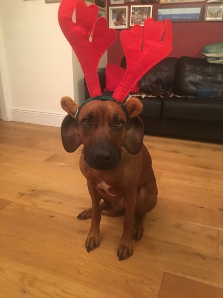 Dogs dressed for Christmas