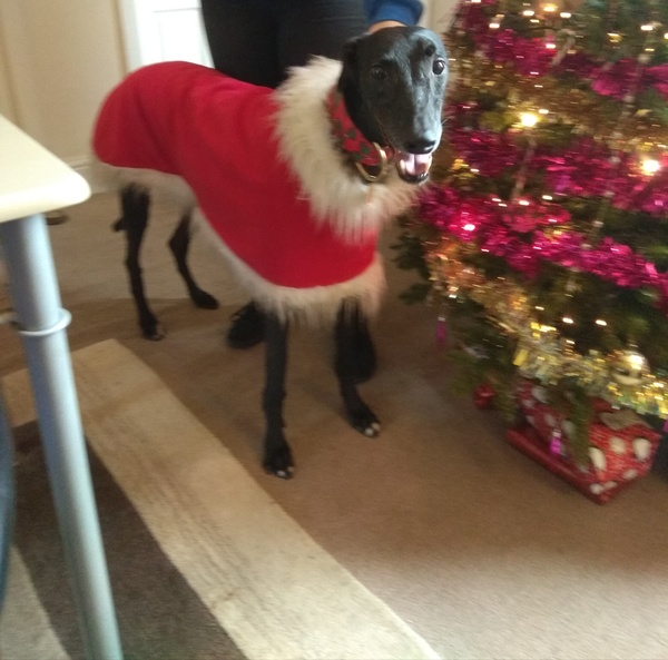 To ask you to post pictures of your pets?