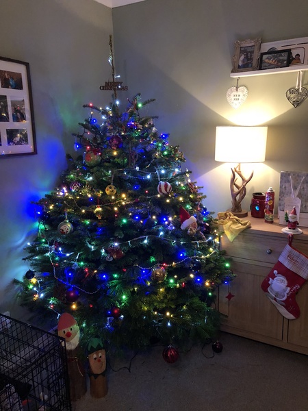 Lets see your trees 2018!