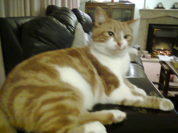 Female Ginger Kitten (and humble brag)