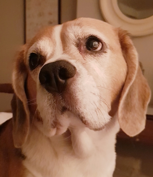 To ask you to post pictures of your pets?