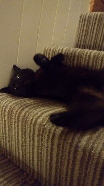 To ask you to post pictures of your pets?