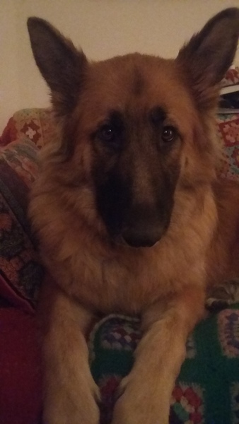 Sell me your dog