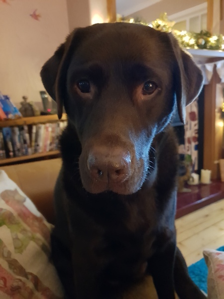 To ask you to post pictures of your pets?