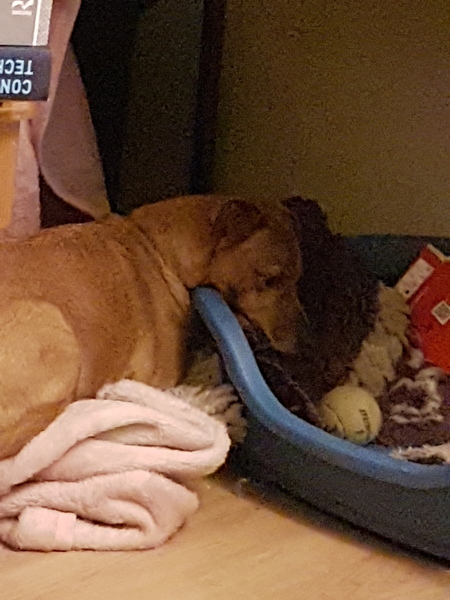 Share dog photos