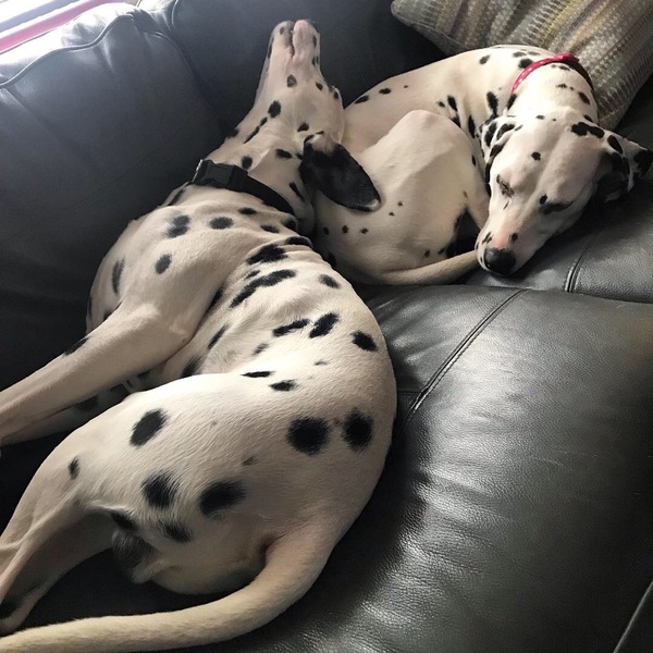 Sell me your dog
