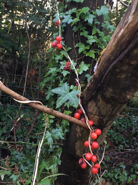 Any Witches Here Part 5.