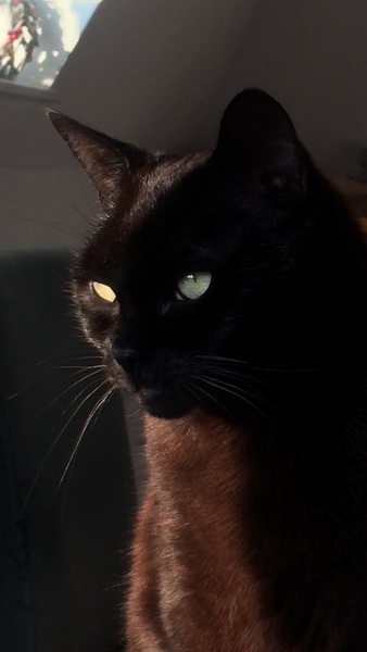 To ask you to post pictures of your pets?