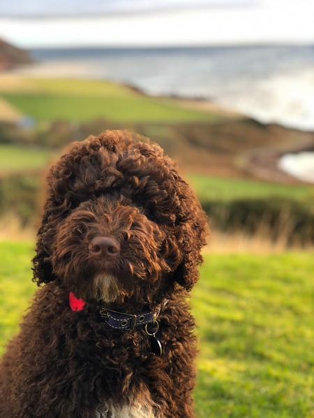 Share dog photos
