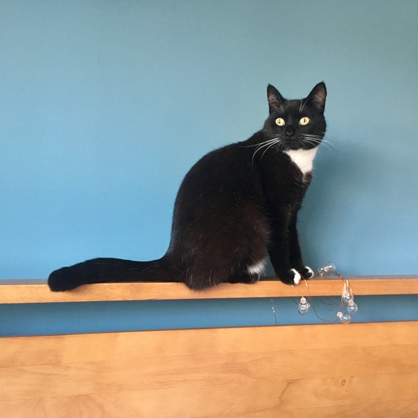To ask you to post pictures of your pets?