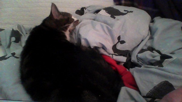 PB on the bed, dreamies and chat
