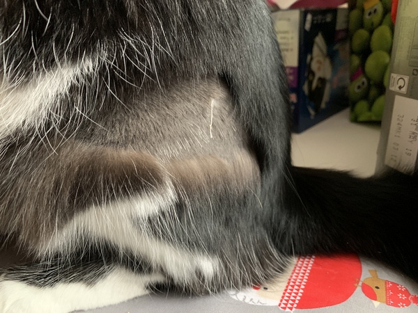 Does girlcat need to be taken to vet?