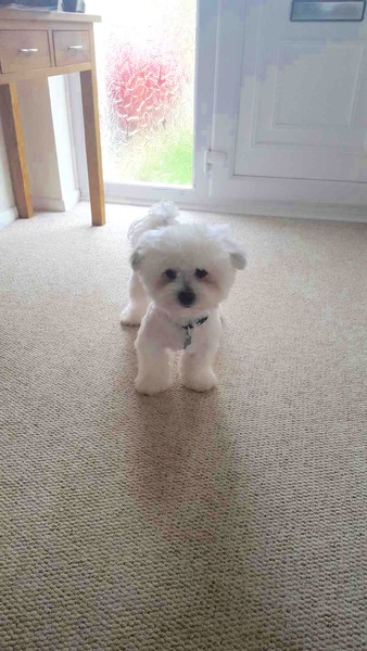 To ask you to post pictures of your pets?
