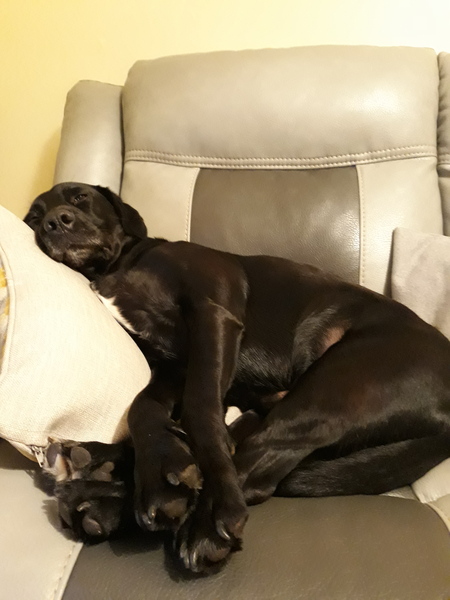 To ask you to post pictures of your pets?