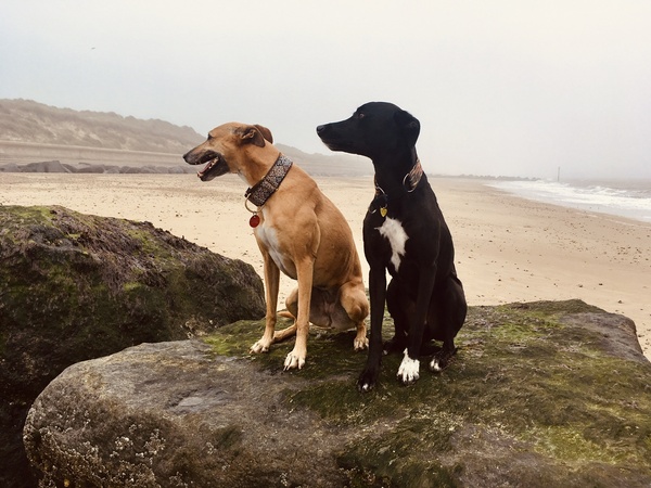 Sell me your dog