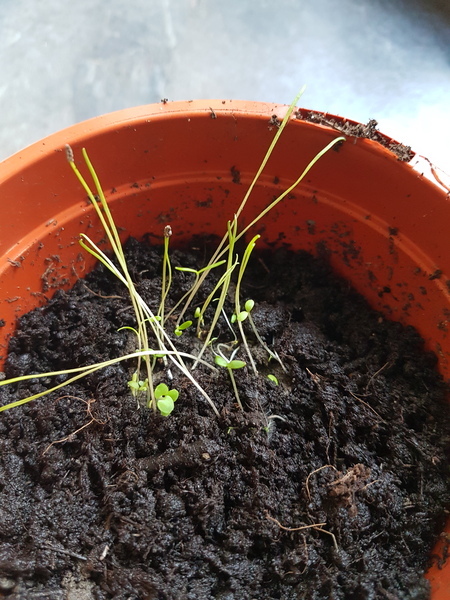 What might these be?