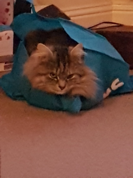My cat likes to hide in boxes.