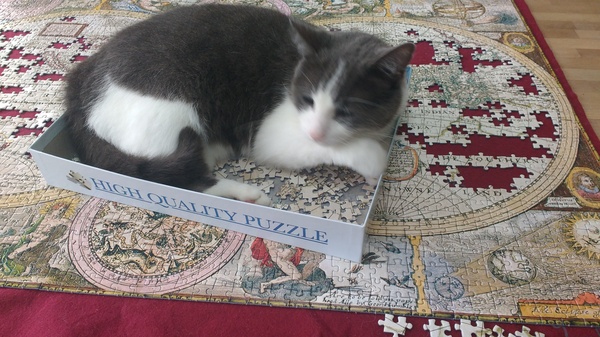My cat likes to hide in boxes.