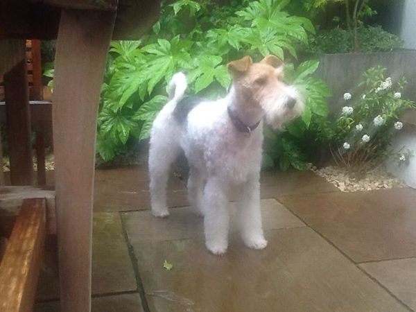 What type of dog would you recommend to us?
