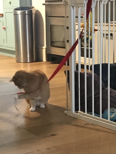 Female Ginger Kitten (and humble brag)