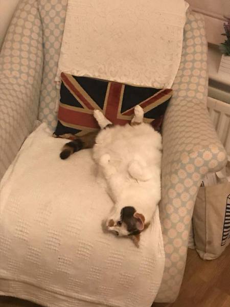 To ask you to post pictures of your pets?