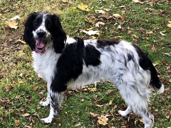 How old do you think this dog is?