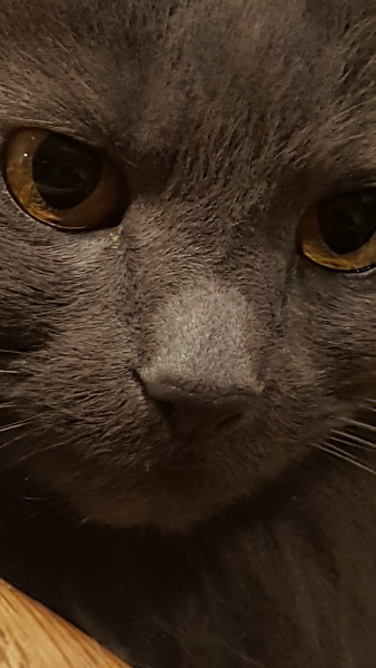 Noses