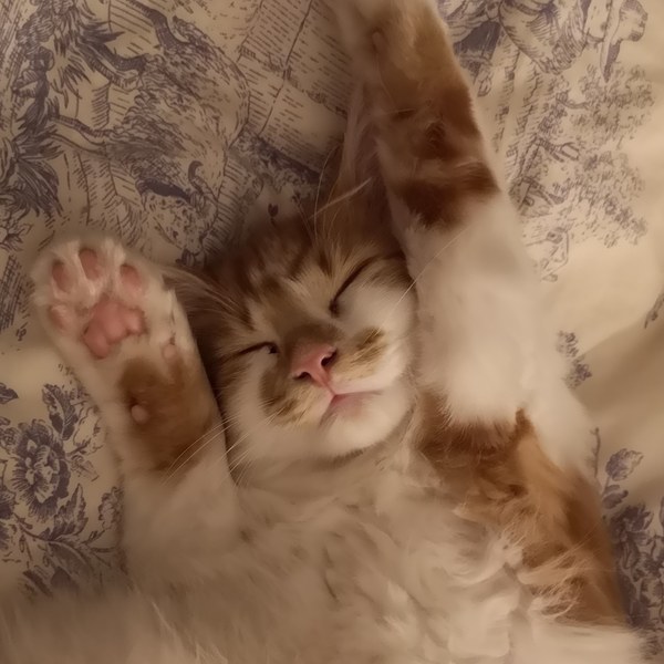 I love my cat so much it hurts. Is this normal?