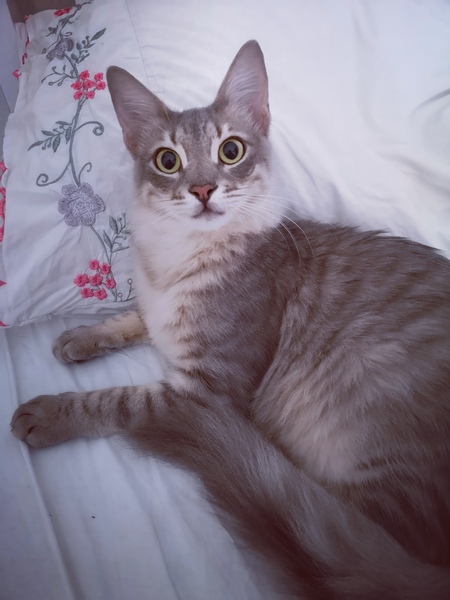 What are your pets names