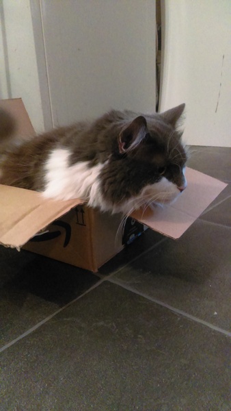 My cat likes to hide in boxes.