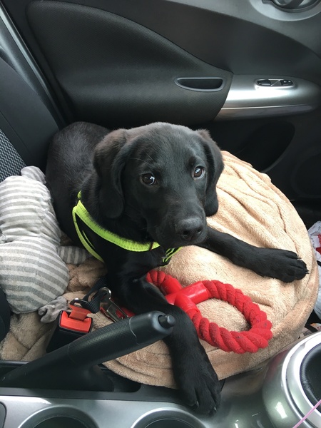 To ask for an animal appreciation thread