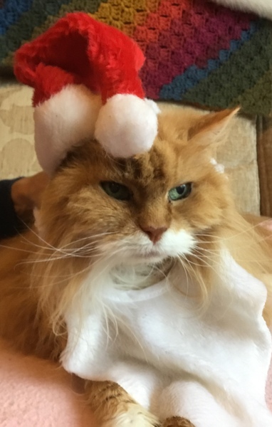 Female Ginger Kitten (and humble brag)